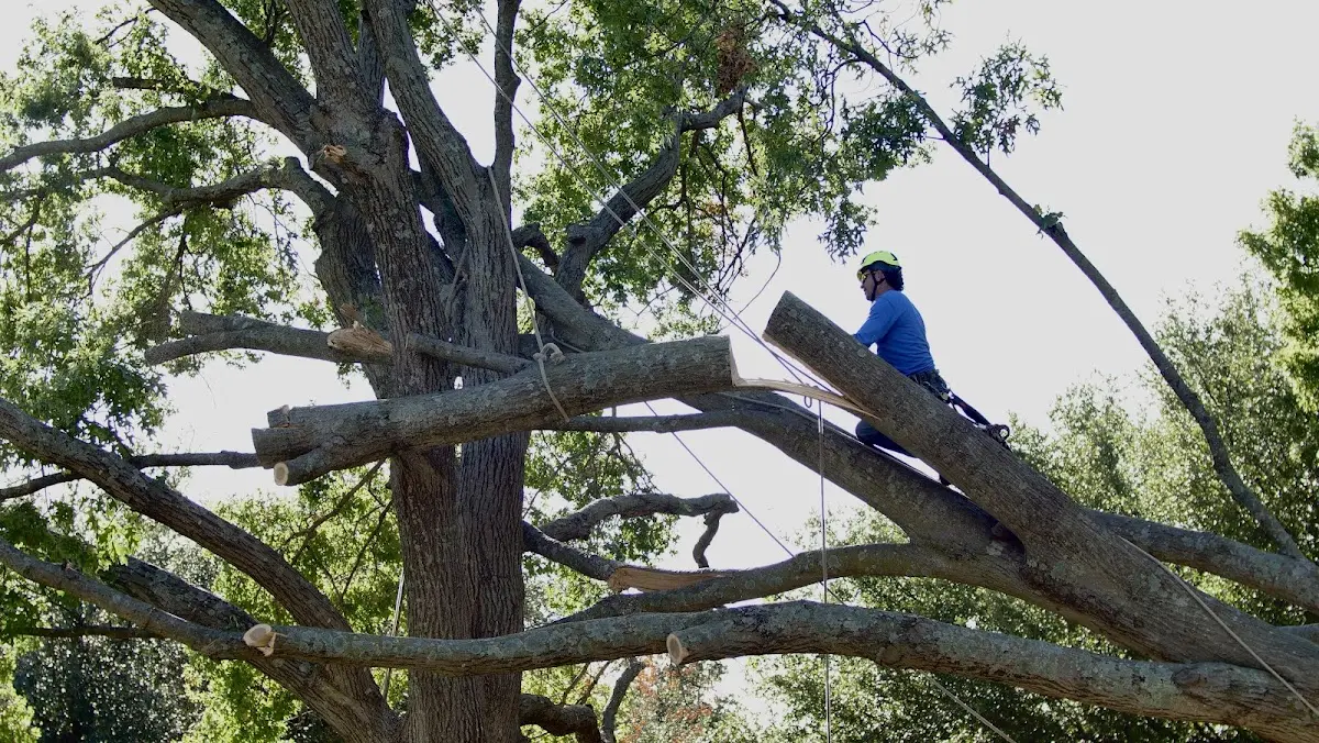 Professional Crown Thinning performed by certified arborists in Port Washington